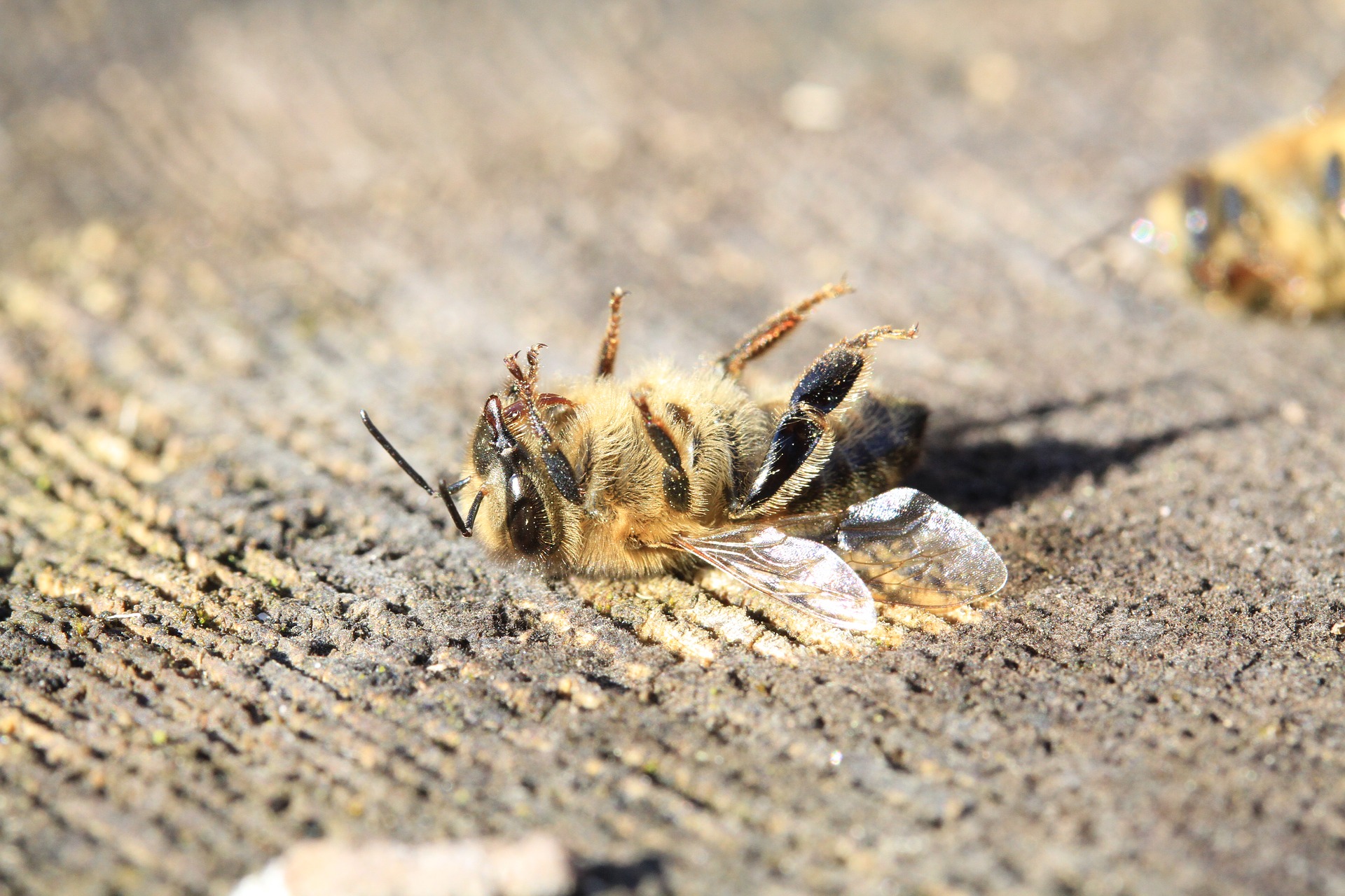 bee 3415321 1920
